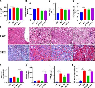 Vitamin D improves hepatic steatosis in NAFLD via regulation of fatty acid uptake and β-oxidation